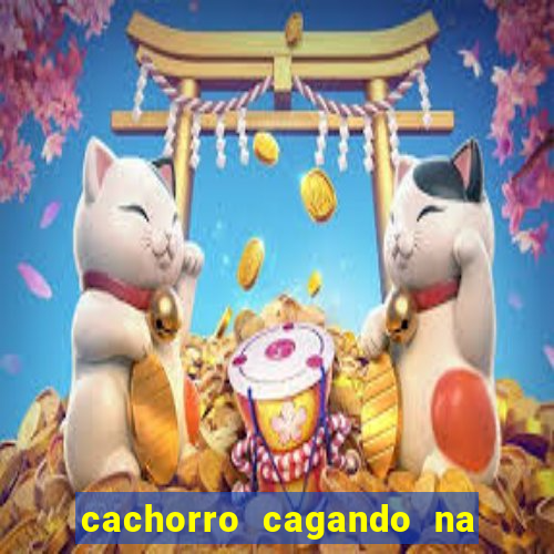 cachorro cagando na camisa do corinthians